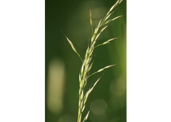 Glatthafer (Arrhenatherum elatius) - © Emanuel Trummer